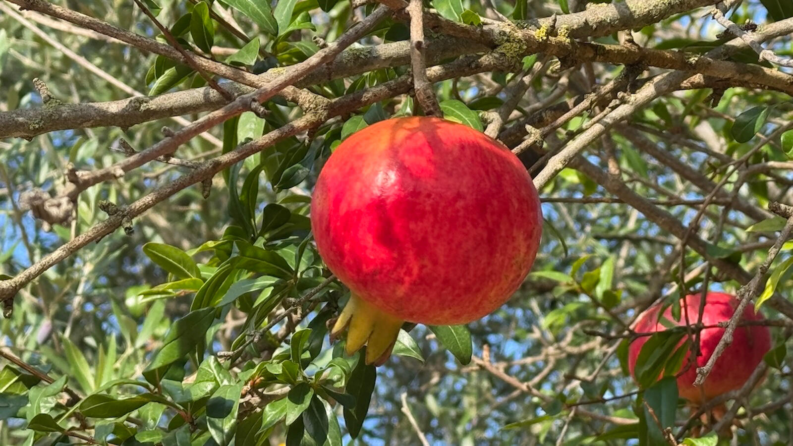 Garden with various fruit trees for you to enjoy: pomegranate, lemon, mandarin, orange, loquat, apple